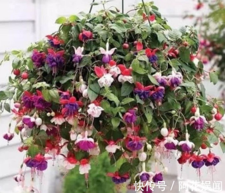 “4种花”吊起来养,漂亮不占地,一次开花300朵,美爆阳台!