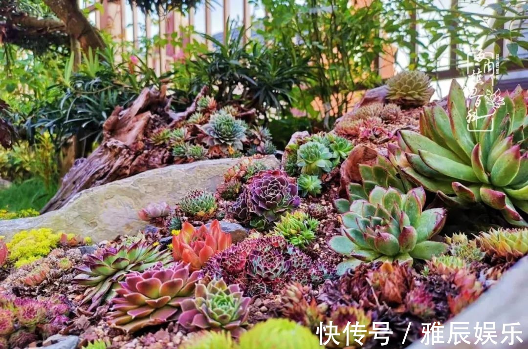 框子|这多肉拼盘这么仙!如何制作达人手把手教你制作长生草拼盘!