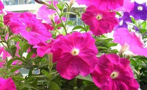 蟹爪兰|几款花卉养在家里,小巧玲珑,长得可爱,胖乎乎颜值超高的