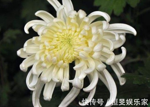 5款傲霜的菊花,开花似惊鸿起舞,幽香暗淡,花型圆滚惹人爱,美