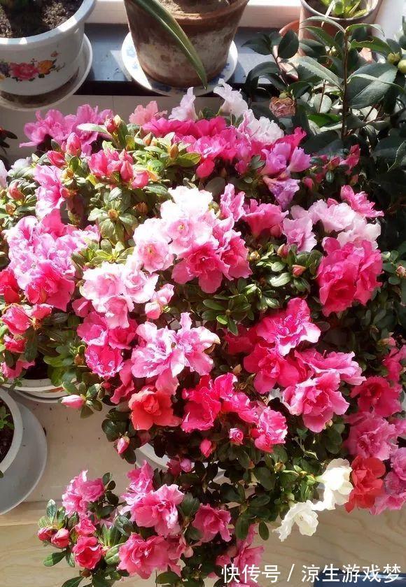 新买的杜鹃，记住4点，不黄叶不落叶，盆盆都能开爆
