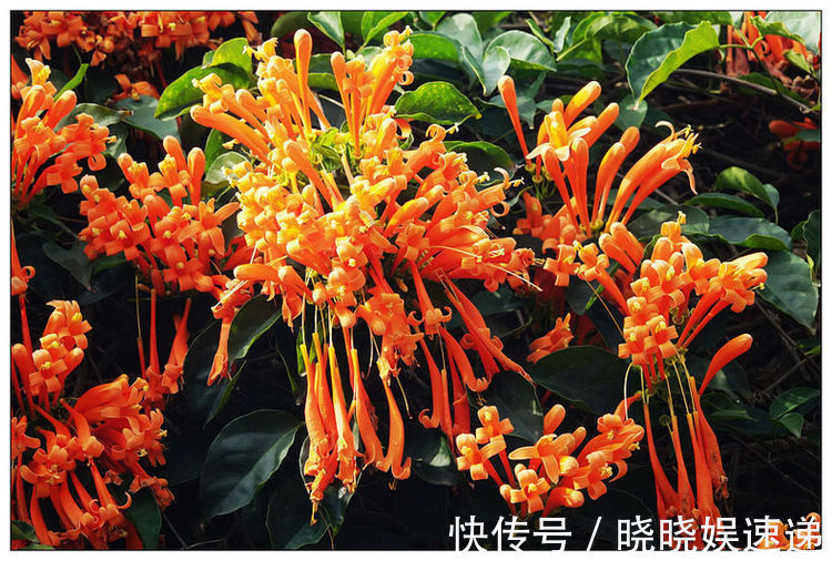 喜欢家中养花，就选几种，开花美寓意吉祥，花色娇艳花期长的花
