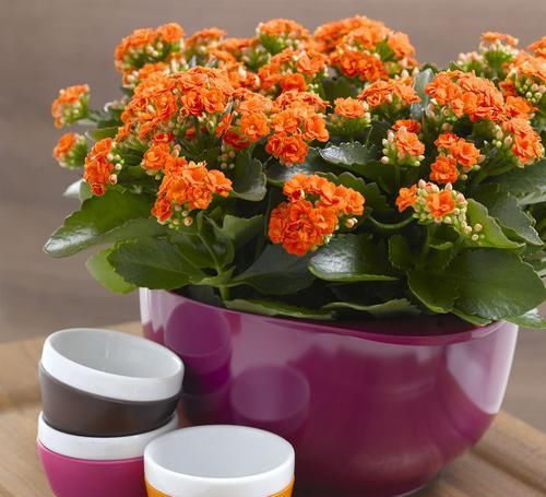  值得|开花最勤的3种花，一年开花多次，花色美丽，值得入手