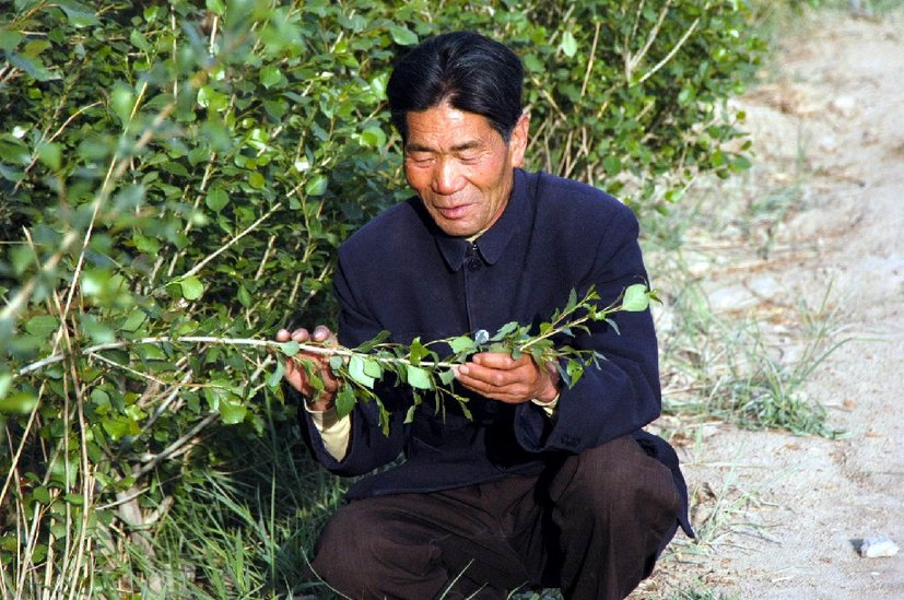 与沙漠掰了70年手腕，这块绿洲如此“倔强”