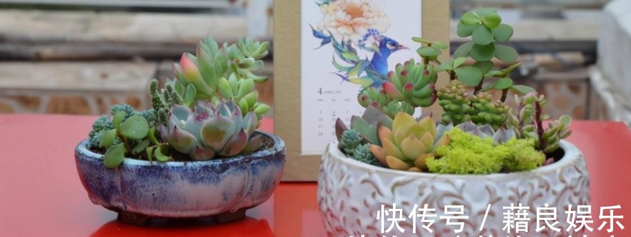 腐叶土|该怎么调配土壤?摸清这3种介质的特性,养花不愁土质不适合