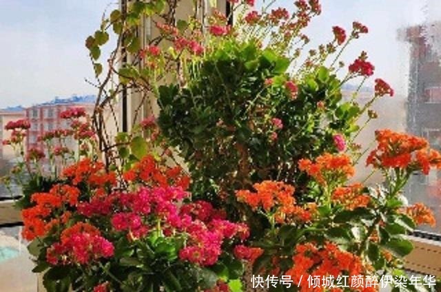 想要长寿盆栽多开花，少见太阳少浇水，很多人做错，难怪花卉枯萎