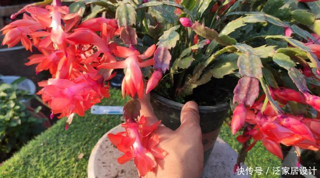 花多多2号|蟹爪兰想四季开花？1个“小开关”要知道，打开不分季节花开不停