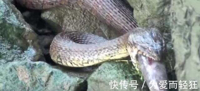 老农河边钓鱼时发现海滩上有东西在蠕动，仔细一看，瞬间乐坏了!
