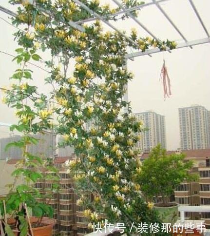 露台|有露台就种这三种花,生长速度快,遮阳好养漂亮,花儿开成瀑布