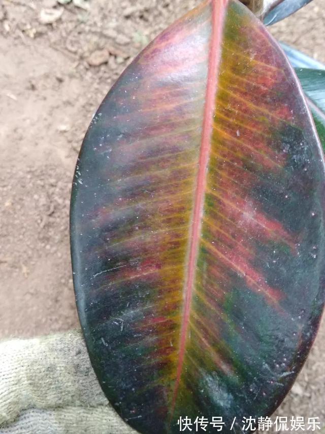 枝繁叶茂|橡皮树叶子“发红光”摊上事了,教你一招,起死回生,长满新芽