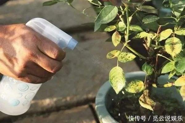  月季花黄叶，简单“3步”，茂盛绿油油，新枝嫩叶长出来，开爆盆