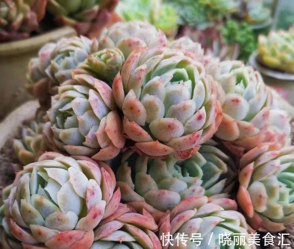 朋友种多肉,专用大盆,她说大盆养肉长得快,完全是错误的想法