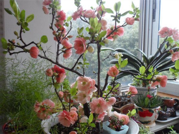 盆栽绿植“新宠”,漂亮又好养,丢进花盆就能活,一年四季有花开