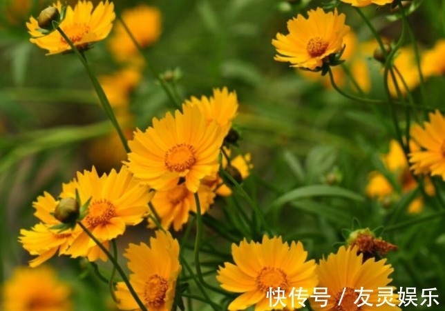 植物|一种适合盆栽的植物,养在地里边危害很大,但看着还很不错