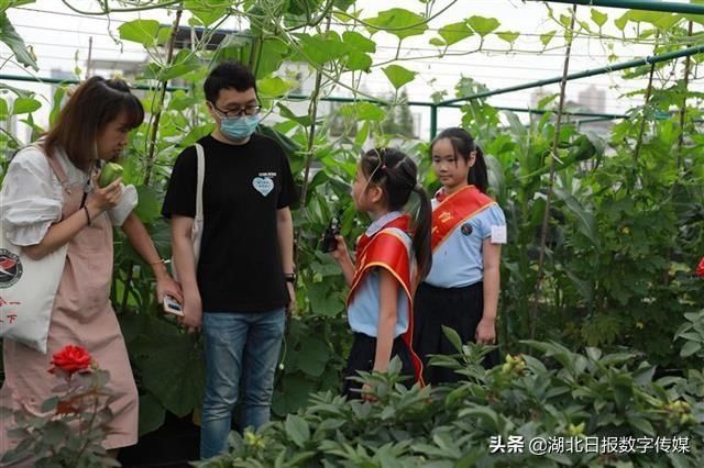 儿童节|知农事 体农情 惜农食“行知小农夫”喜迎丰收的儿童节