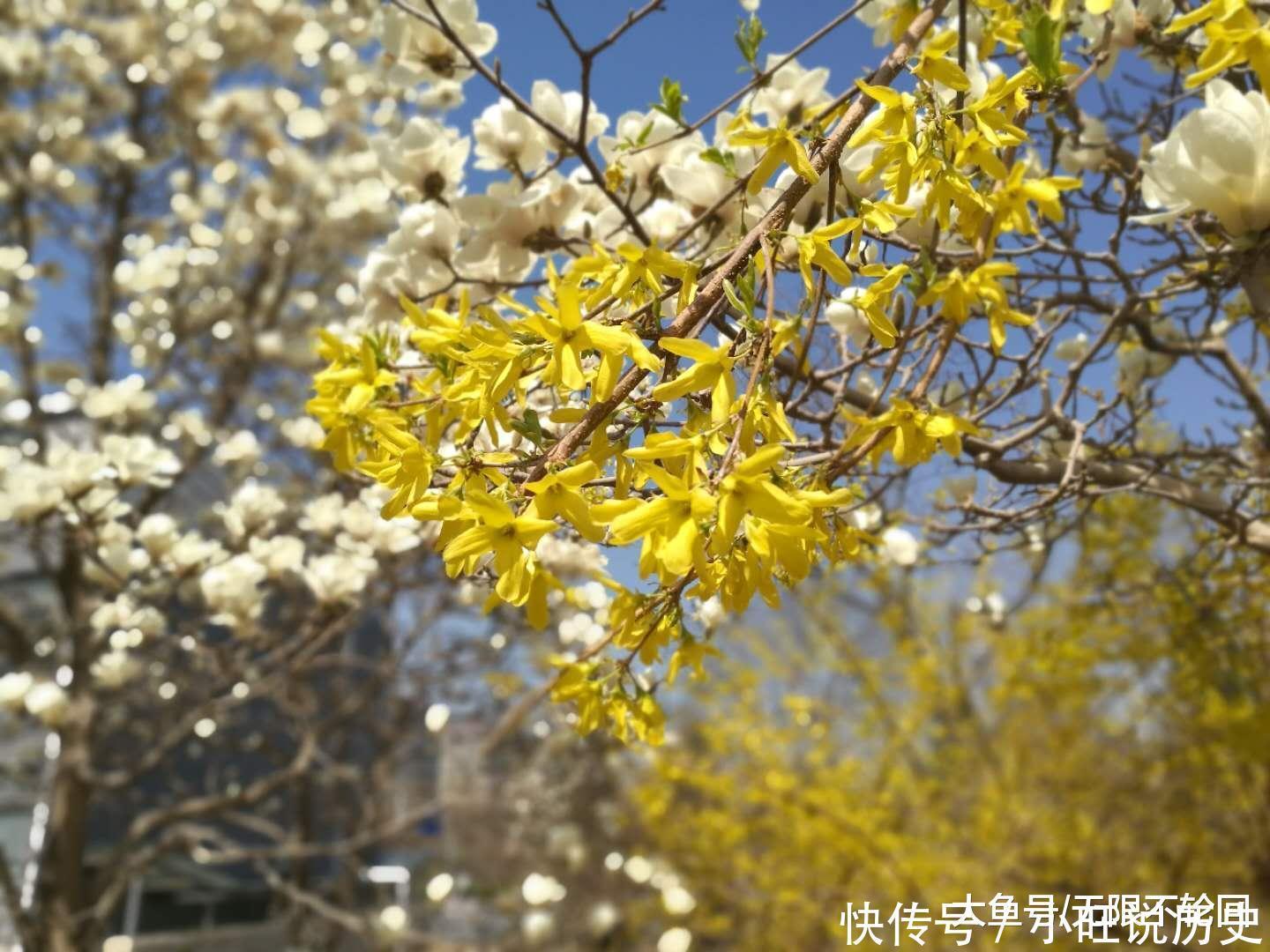 最好的一首迎春花古诗词,迎春使者之名实至名归