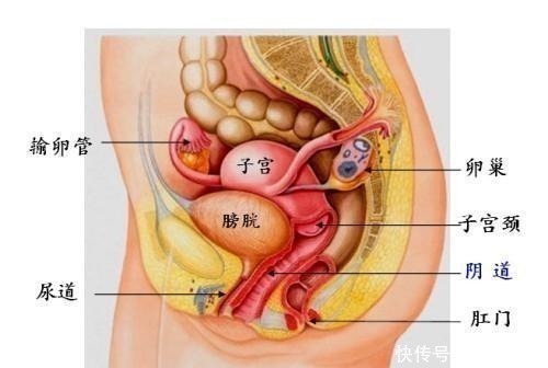 子宫|为什么孕妇在孕期要左侧卧睡觉, 万一躺平或者右侧卧会怎样