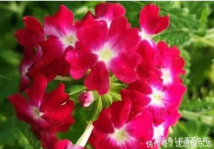 几种花养了就爆盆,好养易活开花漂亮,越不浇水越爆盆