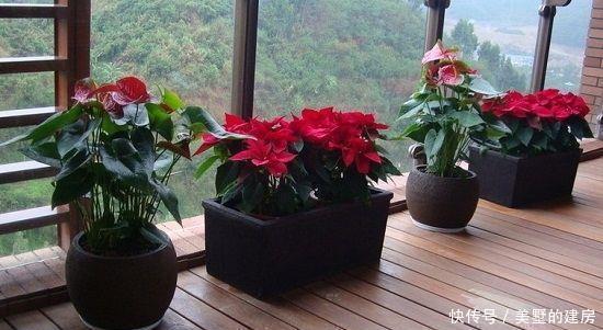 老人|家里养花别养2种,叶子有毒,家里有老人小孩要注意