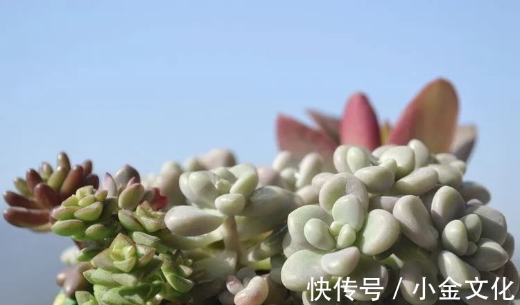 以阳光为滤镜,蓝天为背景,期待拥抱春天,拥抱自然!