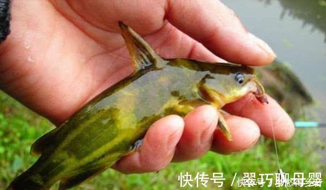 钓黄辣丁最好的饵料,放下去就咬,根本停不下来!