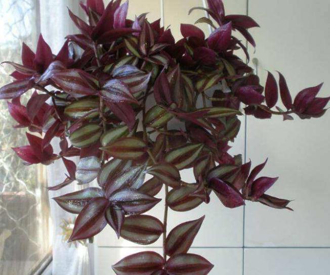 超哥|室内3种“角落花”,光越暗,花越红,一放阳台,不是黄叶就烂根