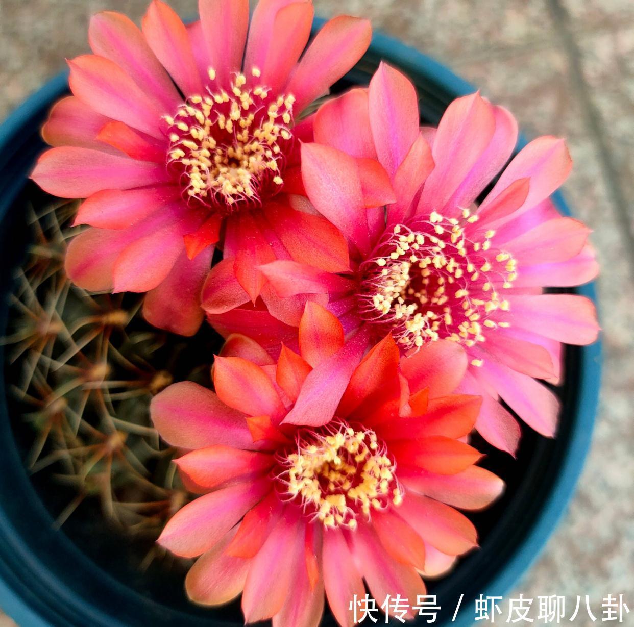 养仙人球就养一棵“绯花玉”，花瓣大、很美很好养、不止开一茬