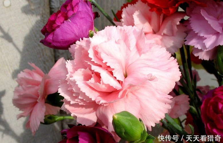 此花端庄大方,淡淡清香,是女人的好运礼物,寄托了思念之情