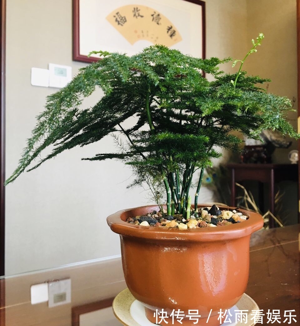 养了十多年的普通花草,竟然都能“开花”,看你家有吗