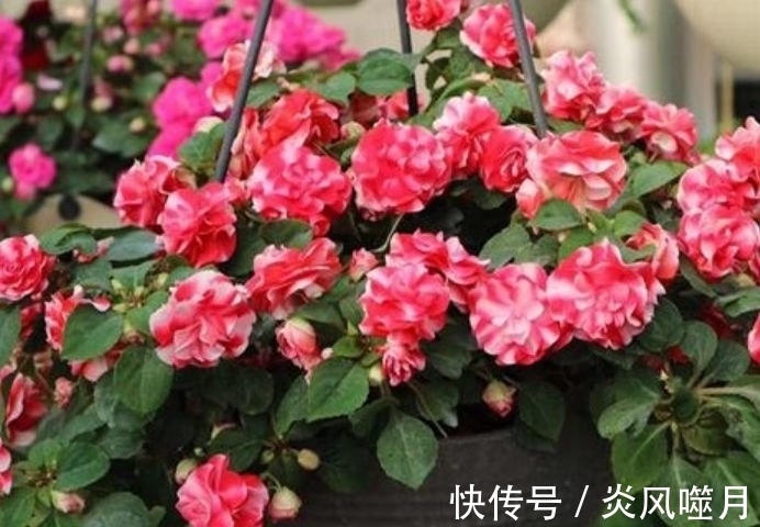 月季花|聪明人都养“5种花”，花开娇艳美不胜收，一年四季都赏花