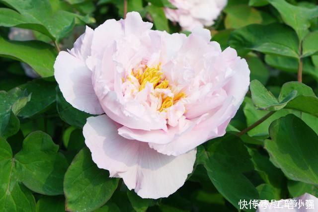 始吐|皮日休:落尽残红始吐芳，佳名唤作百花王