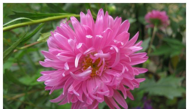 鸡冠花|最适合七八月种的五种花,入土几天就爆盆