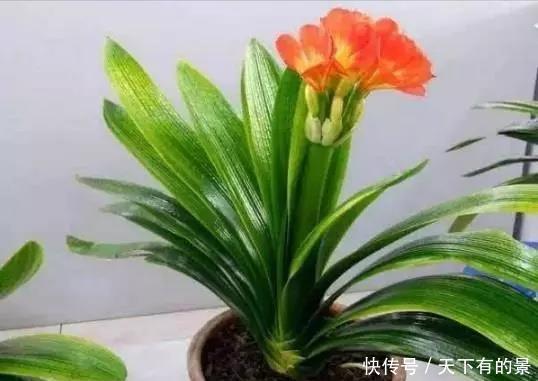 把它倒在花盆里,君子兰疯长如野草,一次能开30多