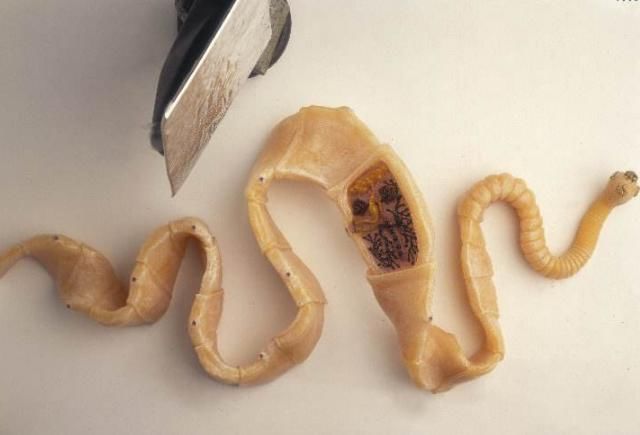 肚子|只要在鱼肚子里看到这东西,立马停筷,小心引发胃穿孔,肚子长虫