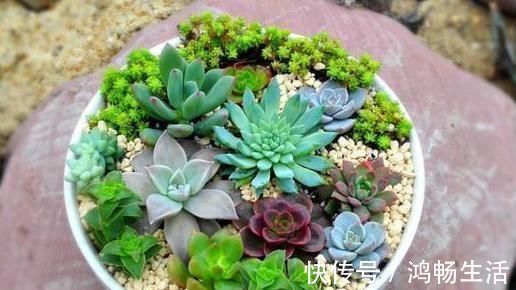 休眠|多肉一到夏季就休眠这3种长出“小包子”,照样美美哒