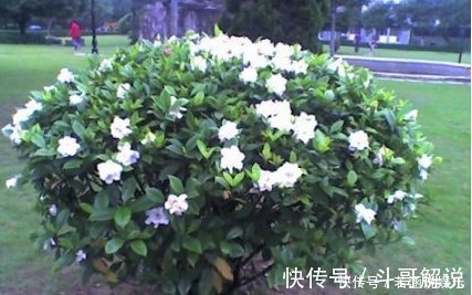 植物|比“雨水”浇花还好,这种水家家有,浇花不用施肥,百利无一害