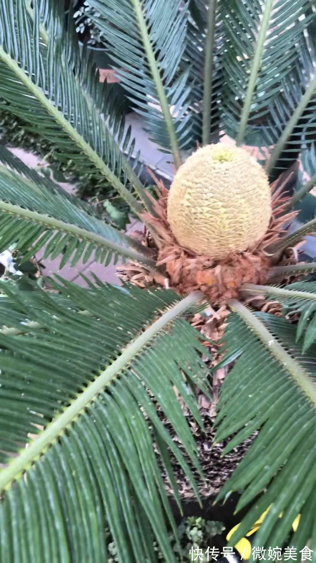 显摆一下我的家丨花开香满院，爱花人在自家庭院建小花园