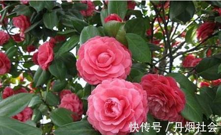冬天养茶花，了解掌握3个要点，开出层叠群花，谁见了都夸美！
