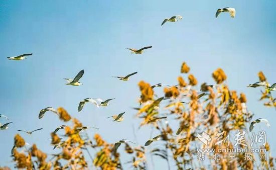 莲花湖|阳新莲花湖国家湿地公园现百鸟戏水图