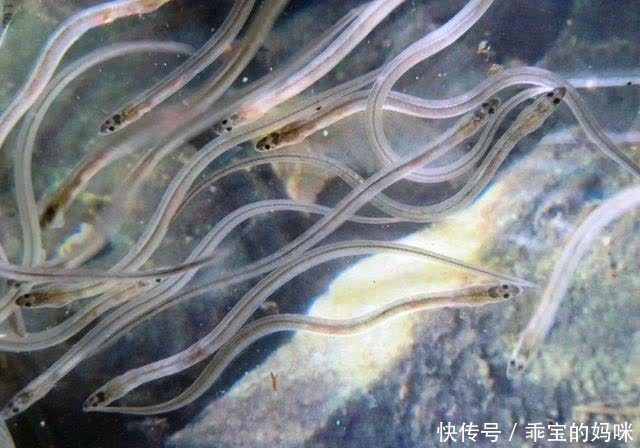 没想到一个到处能吃到的动物,居然没人知道它是什么?