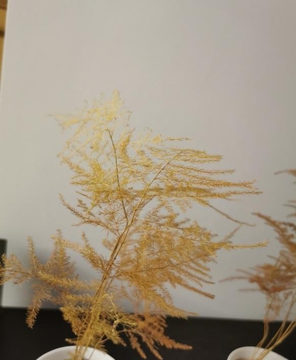 阳台|家里的花,不要放在阳台边上,一阵冷风吹过来,绿叶变黄叶