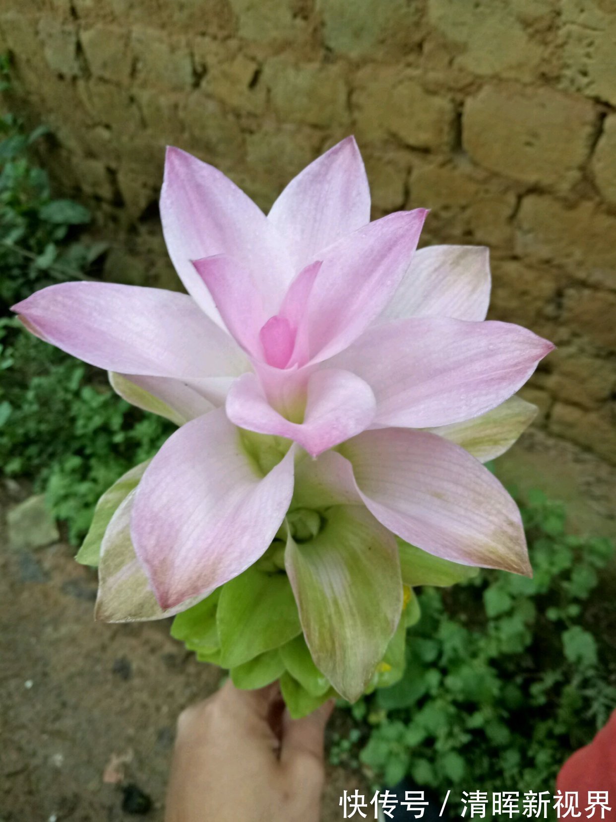 养护|此花是世界名花,花朵超漂亮,花期长,养护简单,室内盆栽也可以