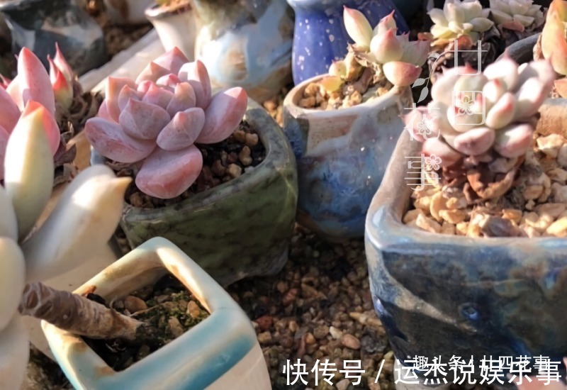 浇水|夏天不敢给多肉浇水?一个小妙招,轻松解决难题,适合新手和懒人