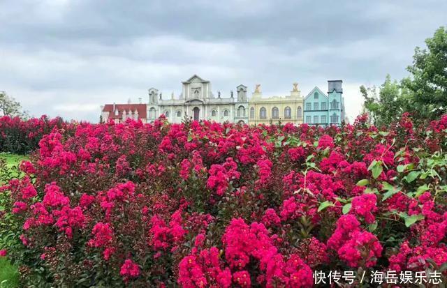 惊艳！这处百花齐放的花海师生全免费！这个暑假就约起！