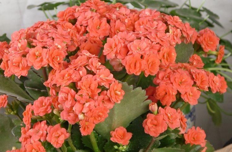 生活环境|农历十一月大雪过后,养什么花?家里养3种花,健康营养又好吃