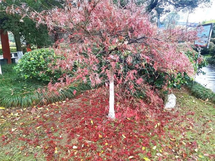 风景迷人|领略落叶之美 吉安城南市民广场冬季风景迷人