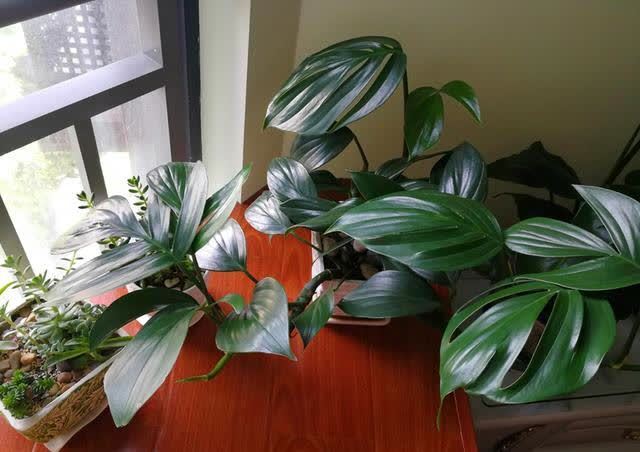 龟背竹寓意很好，养好龟背竹有技巧，你是怎么养护的呢？