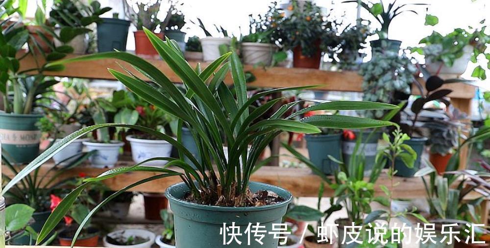 给兰花喷雾化水,掌握3个要点,叶片油绿,不用担心烂叶掉花苞