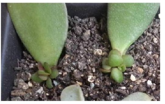 花店老板不会告诉你以下几种花叶子沾土就生根,养1盆可变多盆