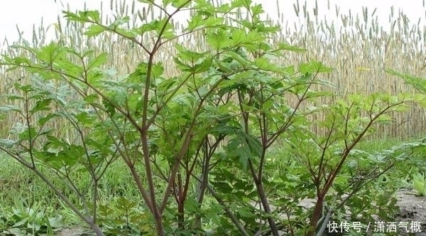 方如|黄芪不仅治疗盗汗,配上这个还大补元气!很多人竟然不知道?